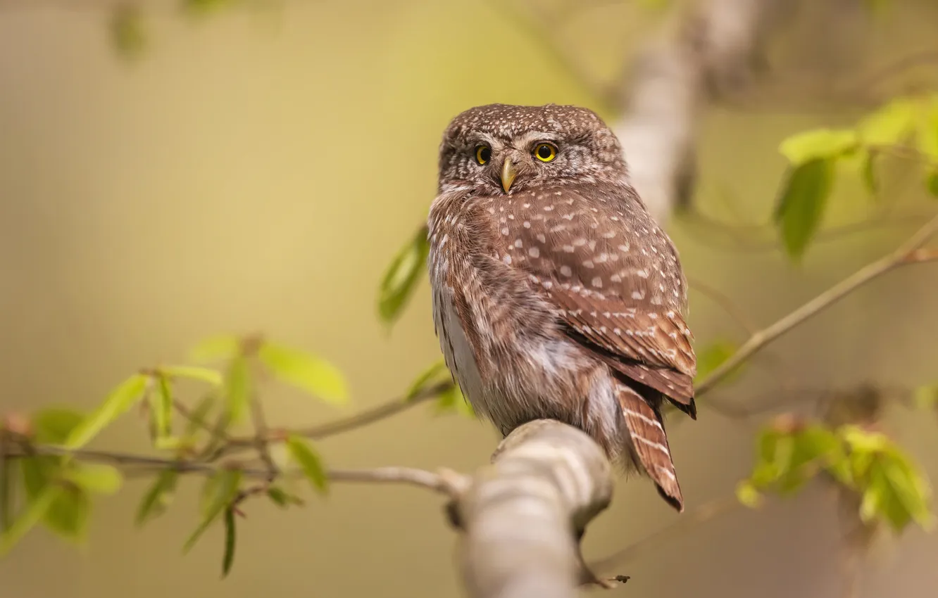 Photo wallpaper look, leaves, branches, owl, bird, bokeh, owl
