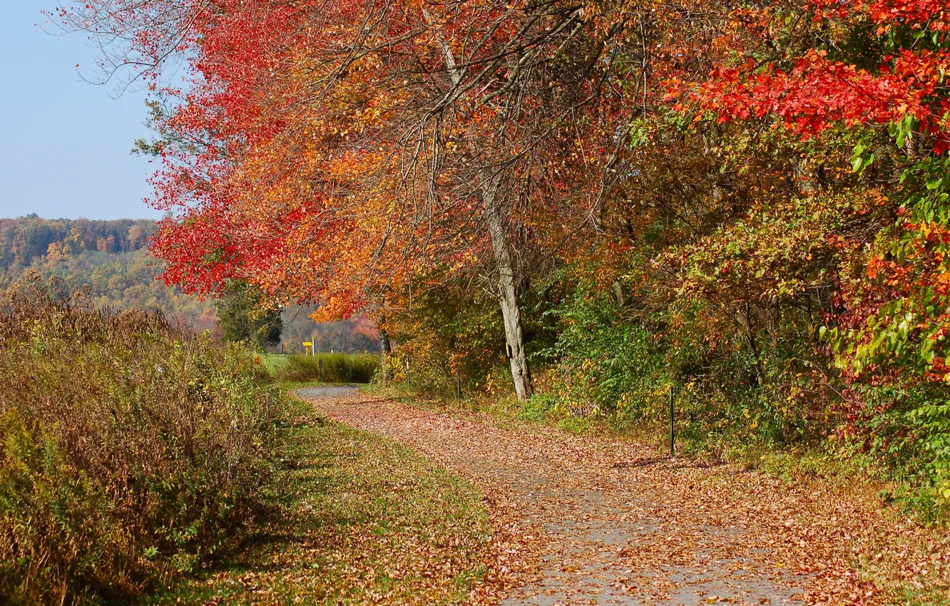 Photo wallpaper road, autumn, leaves, road, autumn