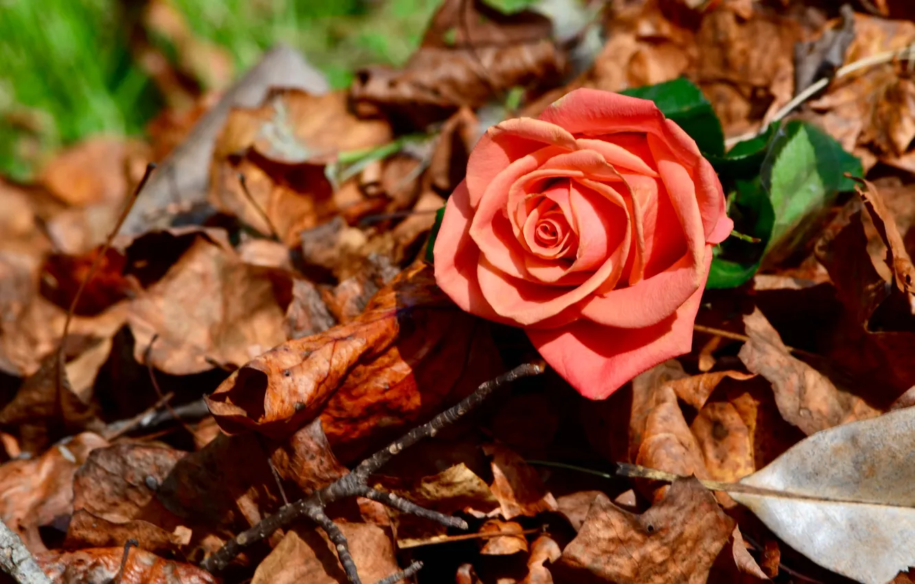 Photo wallpaper autumn, leaves, macro, roses, buds
