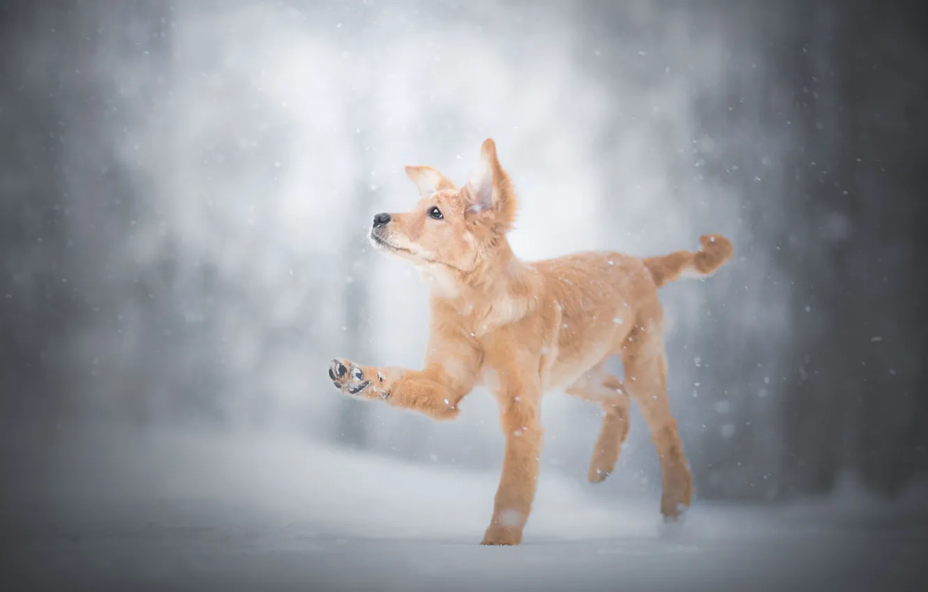 Photo wallpaper winter, snow, paw, puppy, doggie