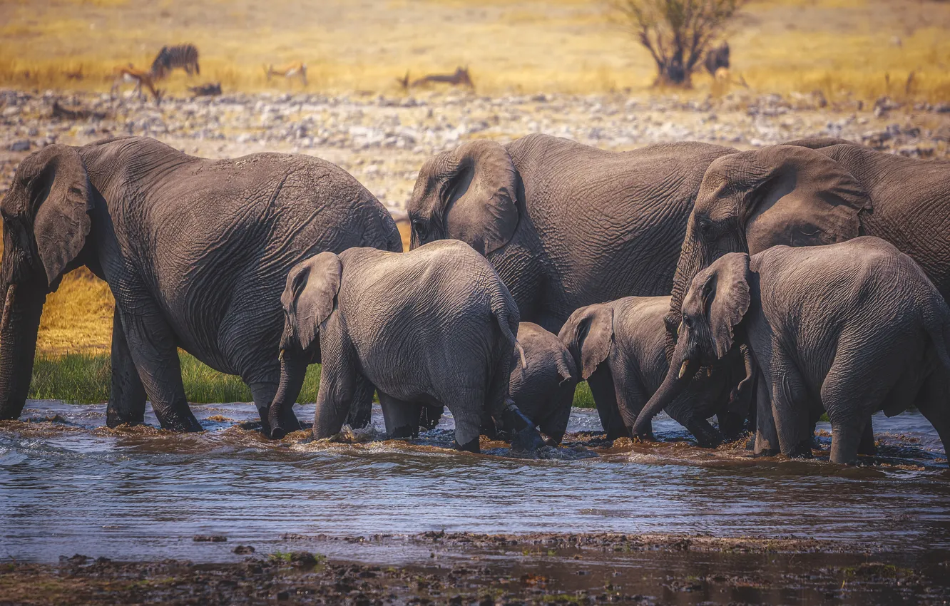 Photo wallpaper elephant, the herd
