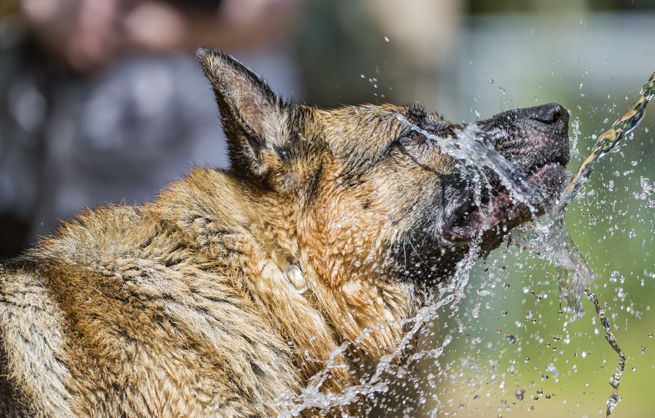 Photo wallpaper water, squirt, dog, shepherd, ©Tambako The Jaguar