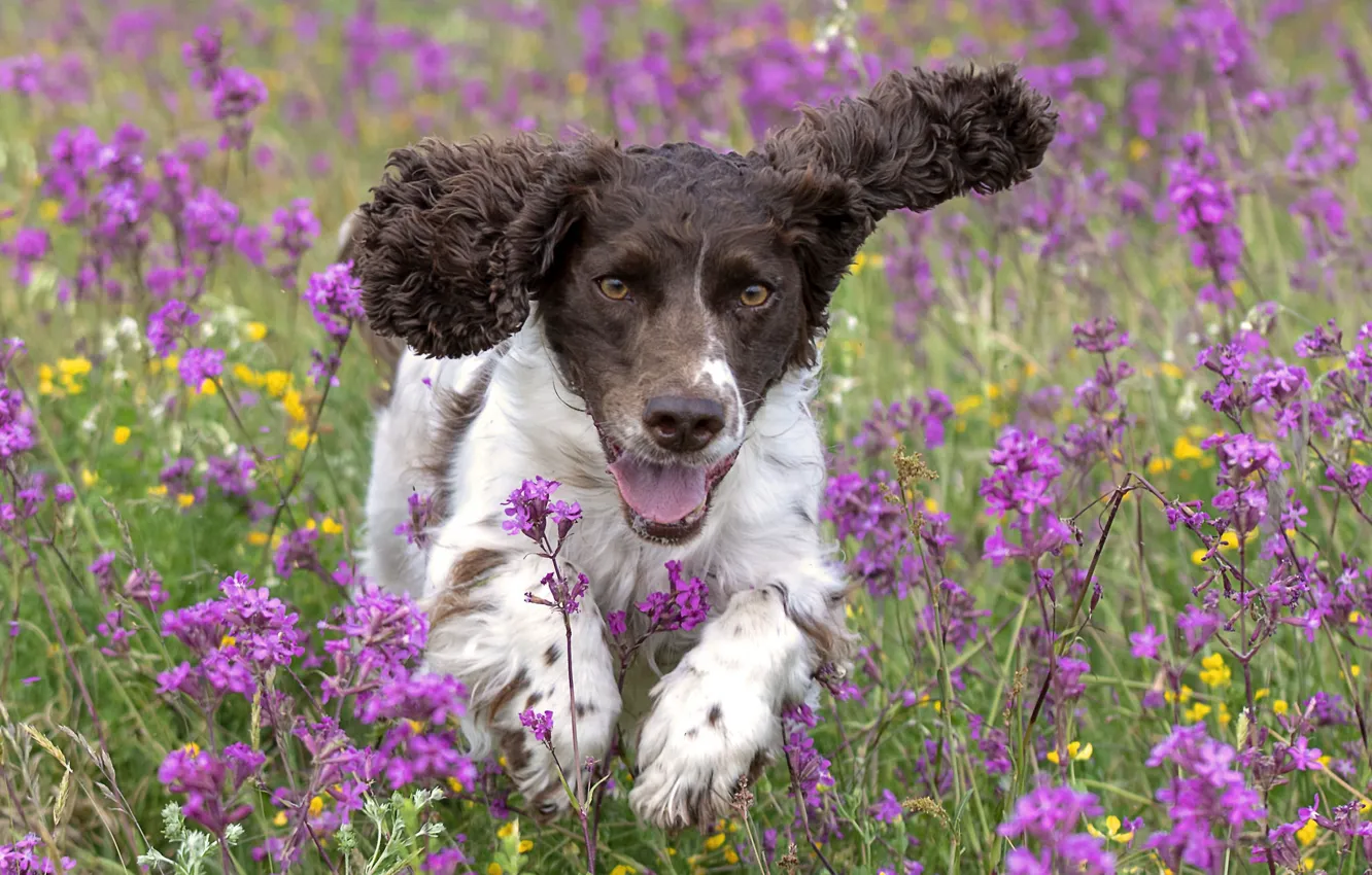 Photo wallpaper flowers, ears, Spaniel