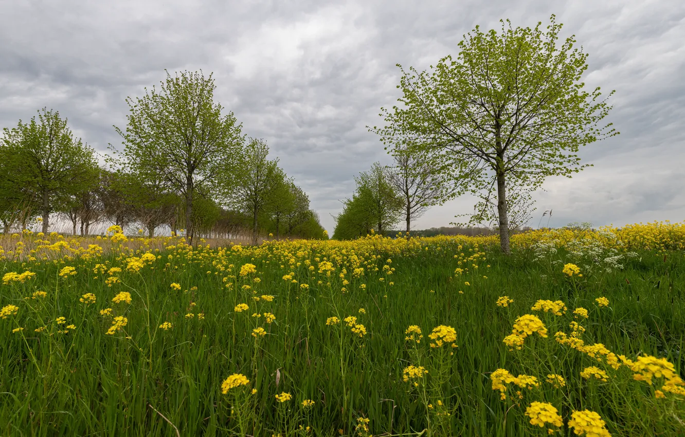 Photo wallpaper greens, the sky, grass, clouds, trees, flowers, yellow, overcast