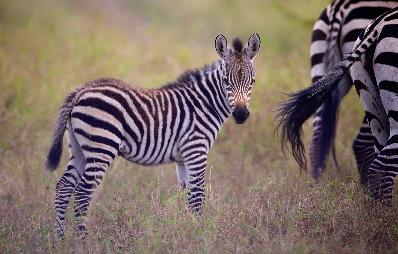 Photo wallpaper cub, Zebra, foal