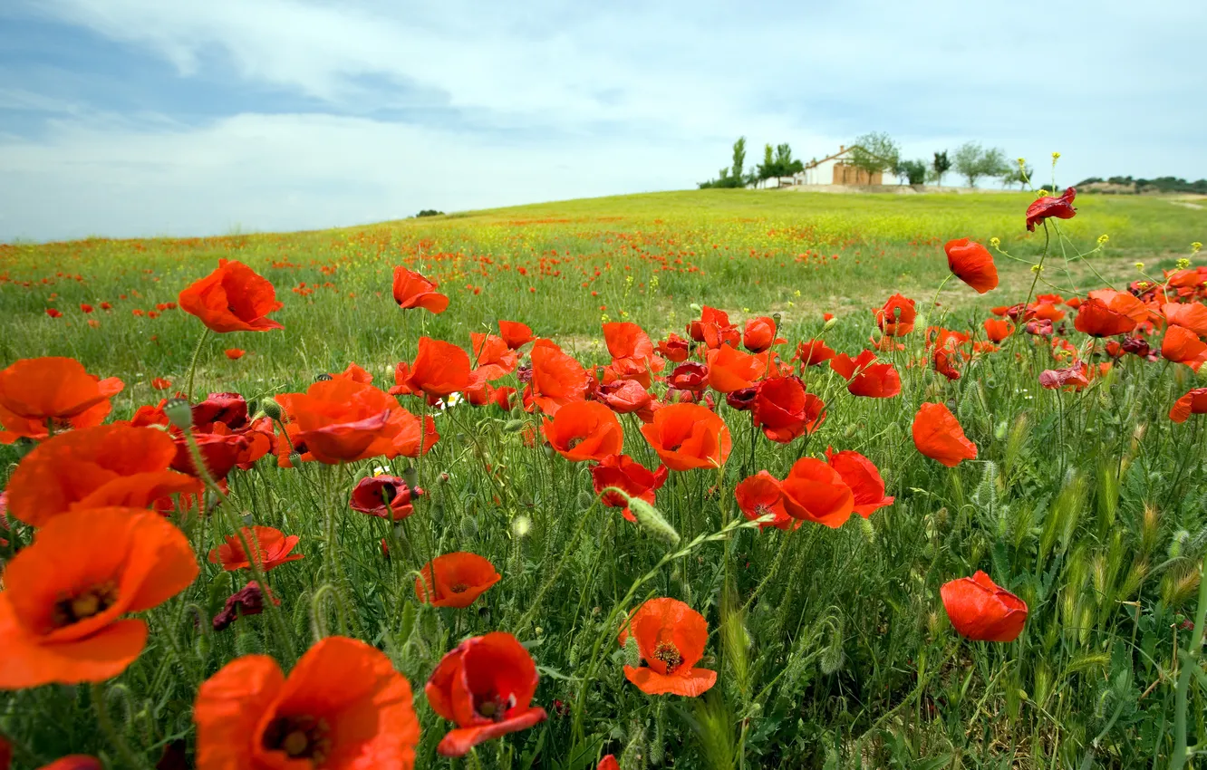 Photo wallpaper flowers, nature, Maki, poppy field