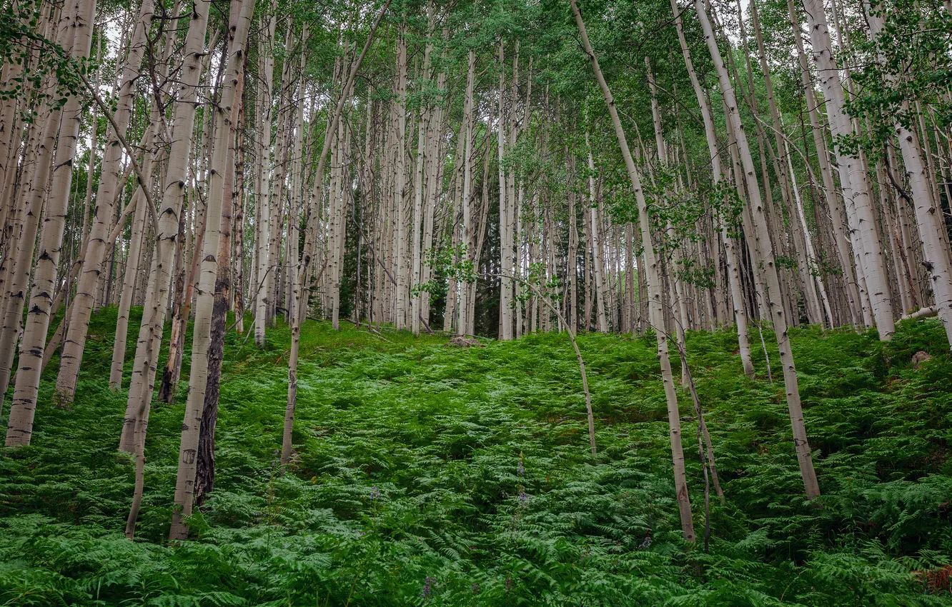 Photo wallpaper forest, grass, trees, slope, grove, the bushes