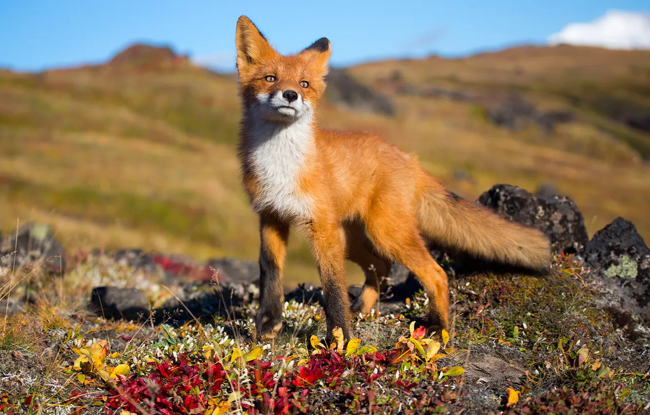 Photo wallpaper summer, nature, Fox