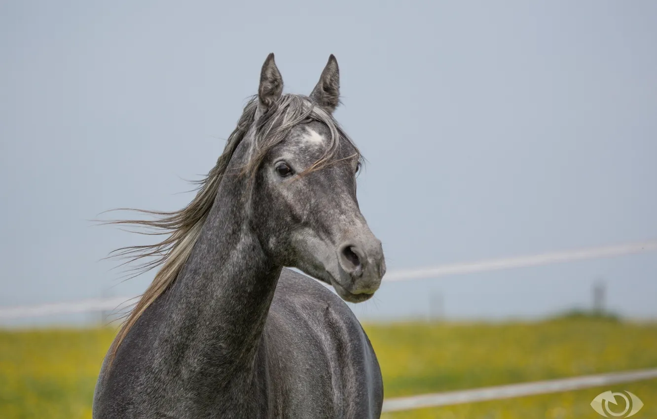 Photo wallpaper face, grey, horse, horse, mane, (с) Oliver Seitz