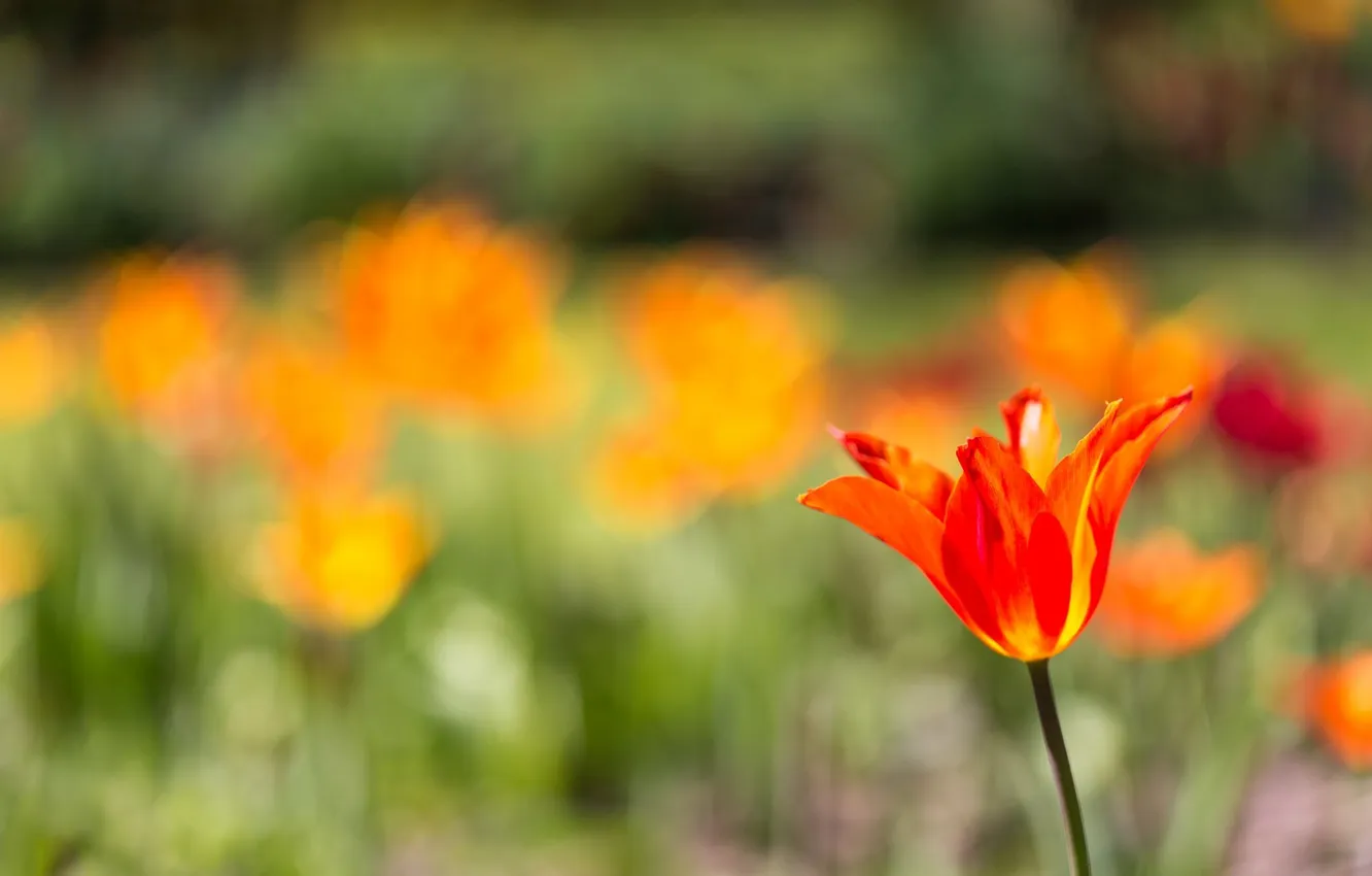 Photo wallpaper flowers, petals, tulips