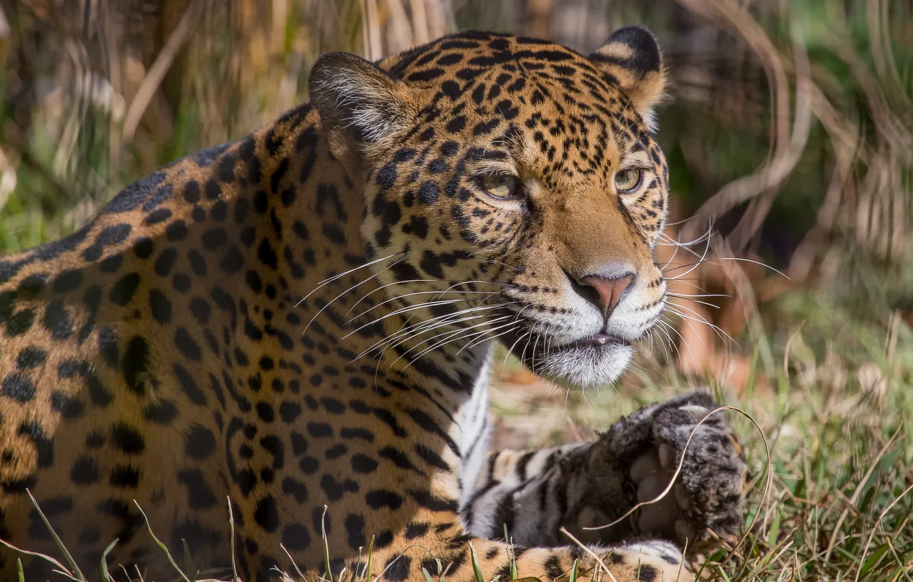Photo wallpaper cat, look, Jaguar
