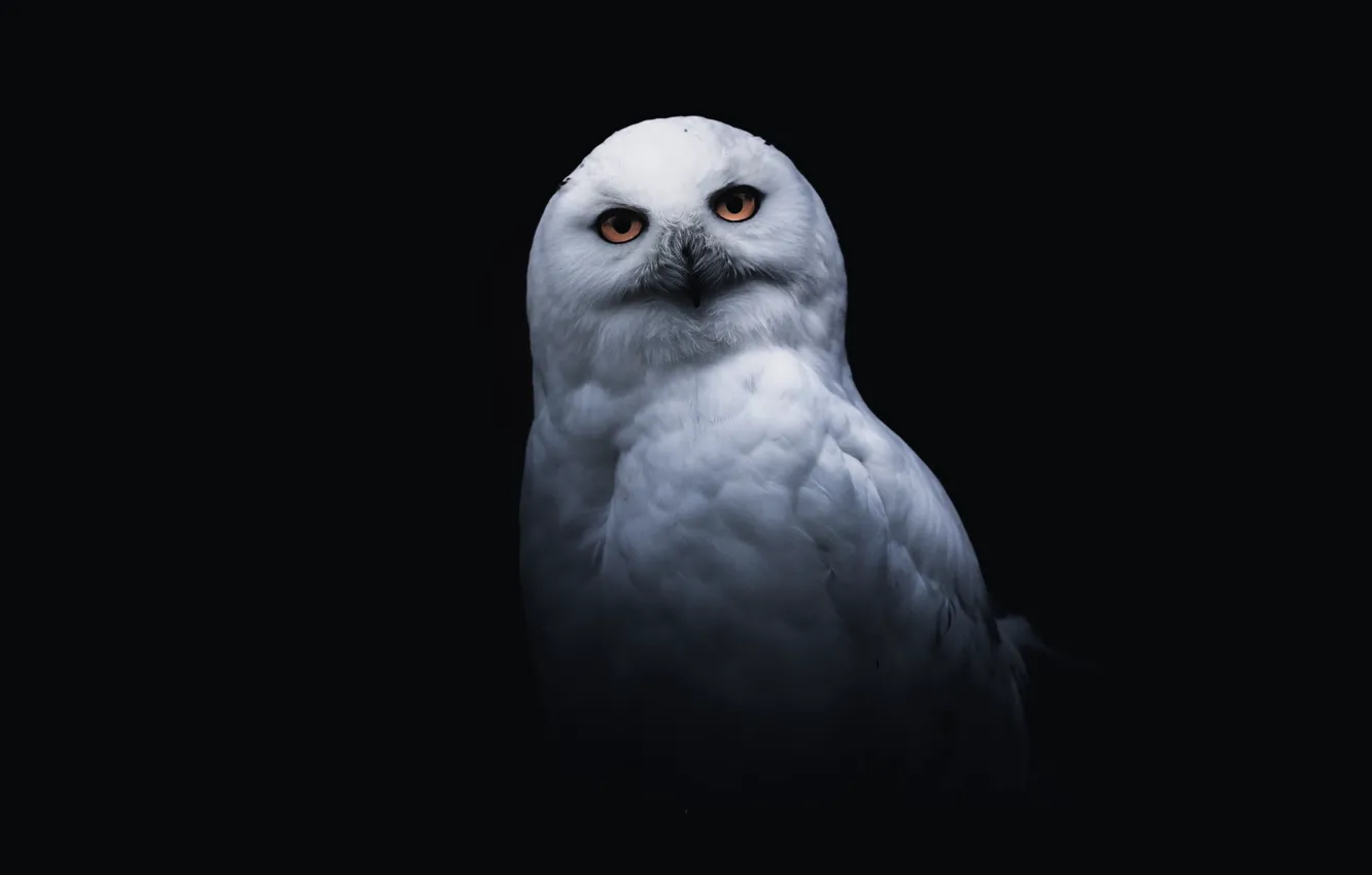 Photo wallpaper bird, black background, owl