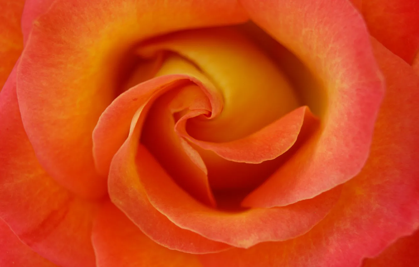 Photo wallpaper flowers, roses, petals