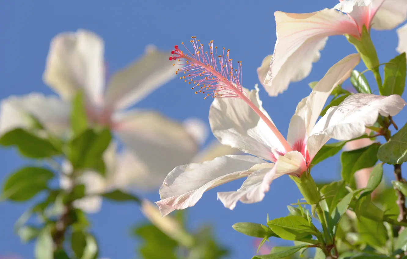 Photo wallpaper macro, hibiscus, Chinese rose