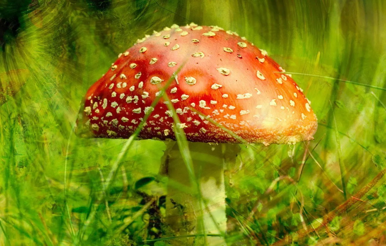 Photo wallpaper greens, mushroom, Mushroom