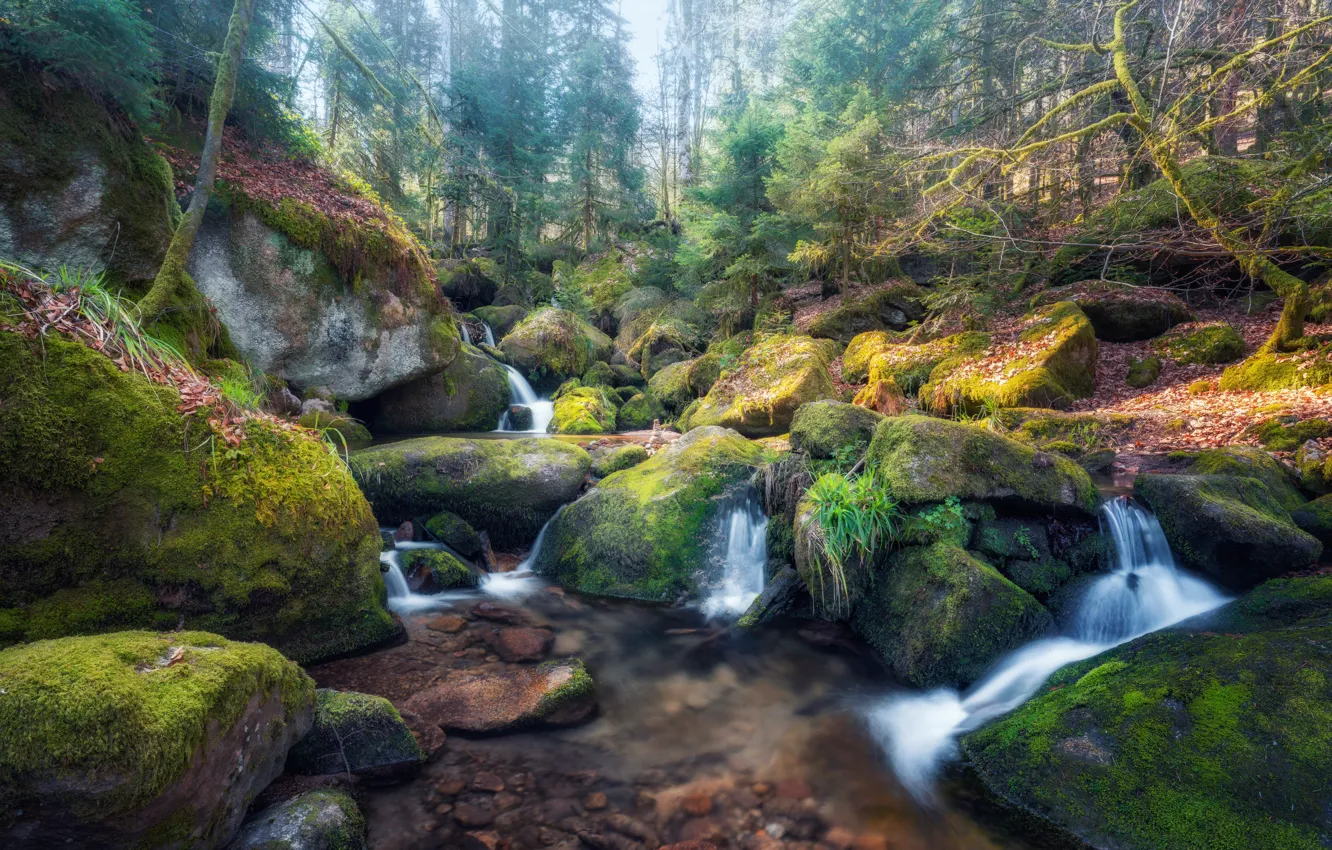 Photo wallpaper forest, leaves, trees, stream, stones, moss, HDR