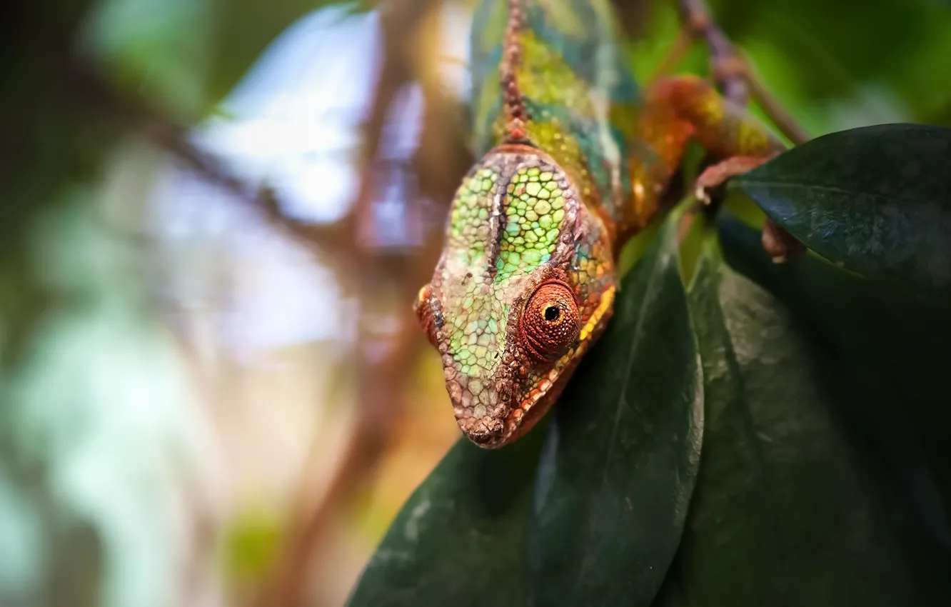 Photo wallpaper nature, background, lizard
