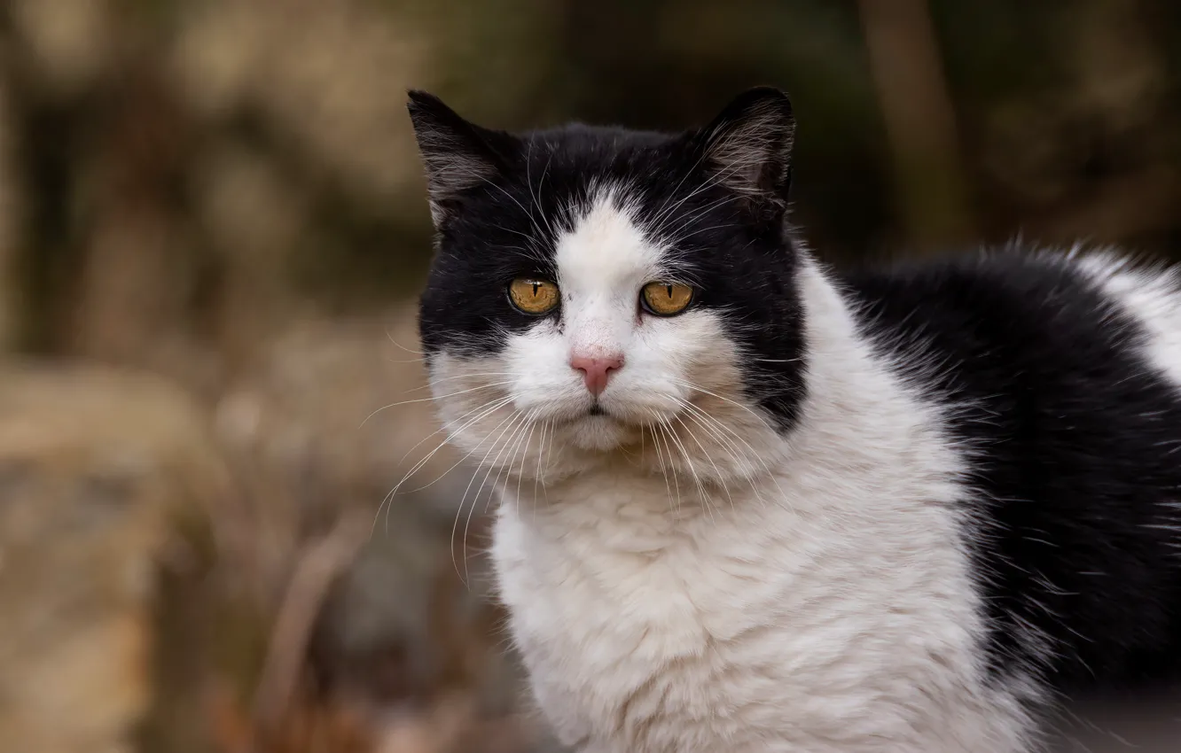 Photo wallpaper cat, cat, look, black and white, portrait, Kote