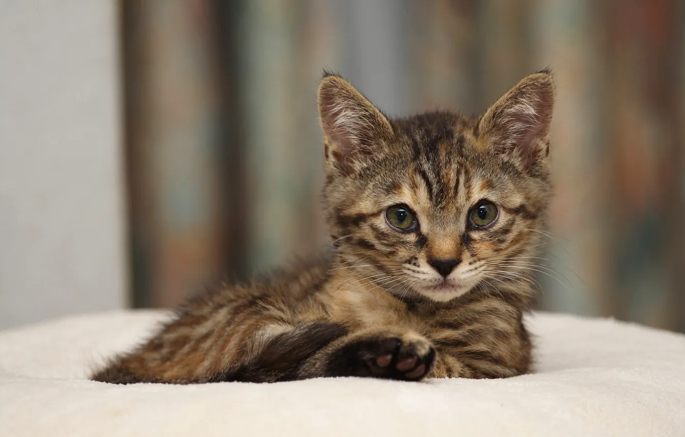 Photo wallpaper cat, look, pose, baby, lies, kitty, face, striped