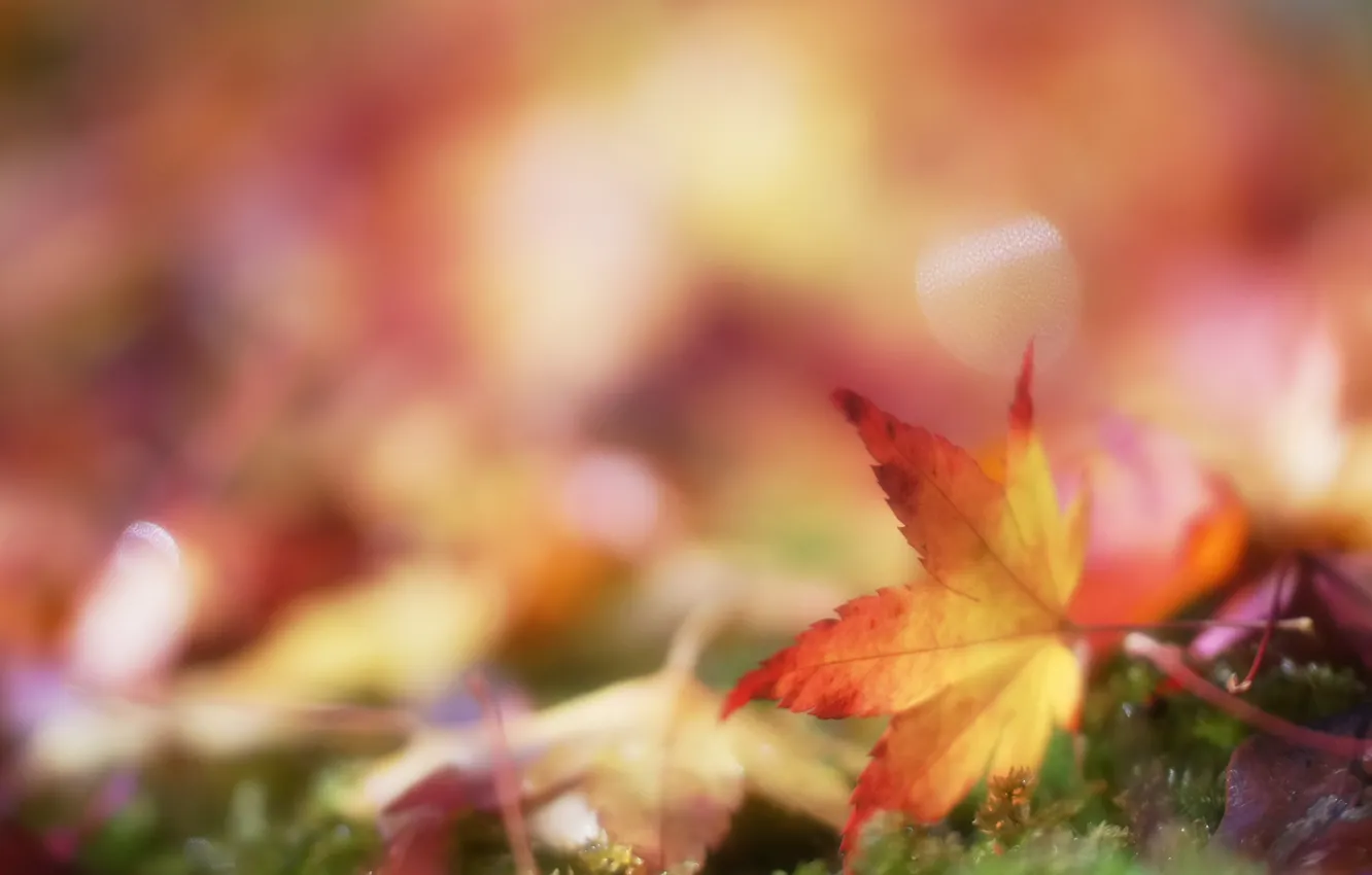 Photo wallpaper autumn, leaves, fauna