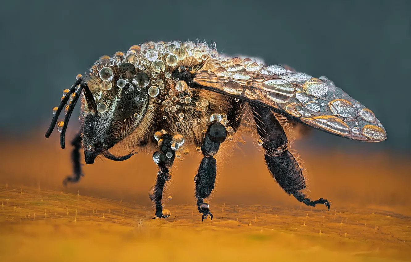 Photo wallpaper macro, bee, background, insect