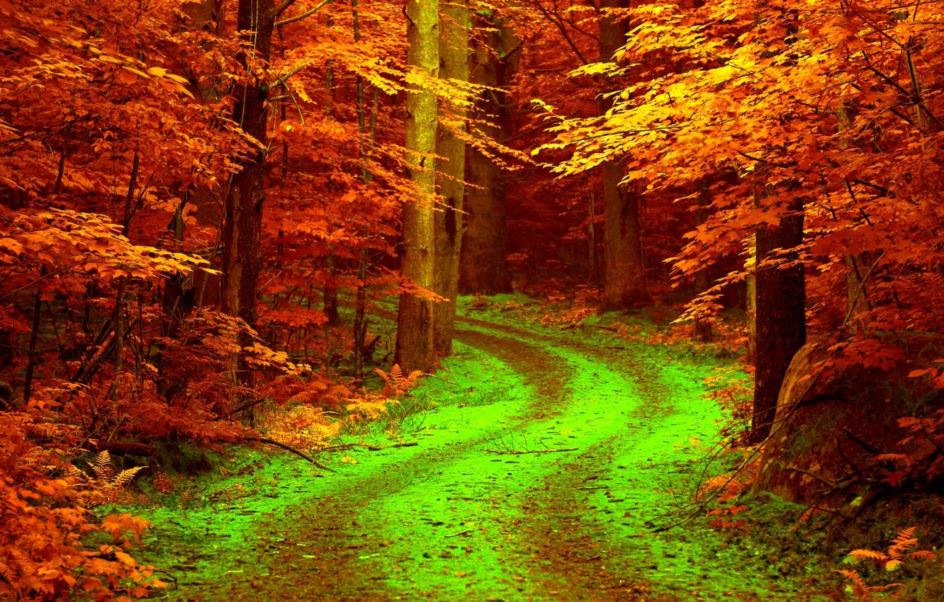 Photo wallpaper road, autumn, forest, leaves