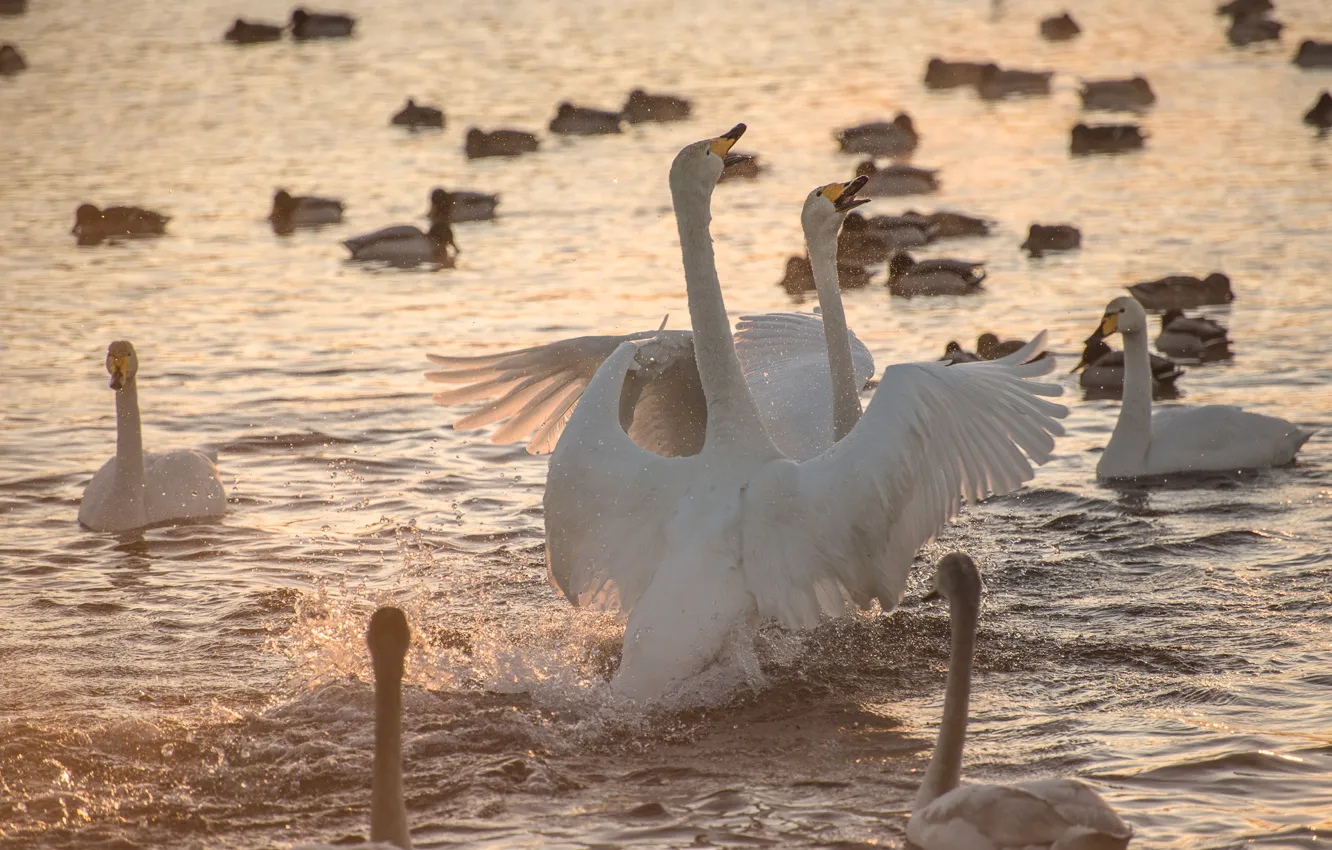 Photo wallpaper water, squirt, nature, lake, bird, swans