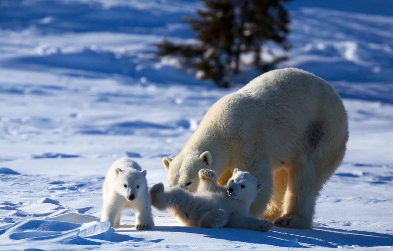 Photo wallpaper play, bear, animals, nature, winter, snow, polar bear, puppies