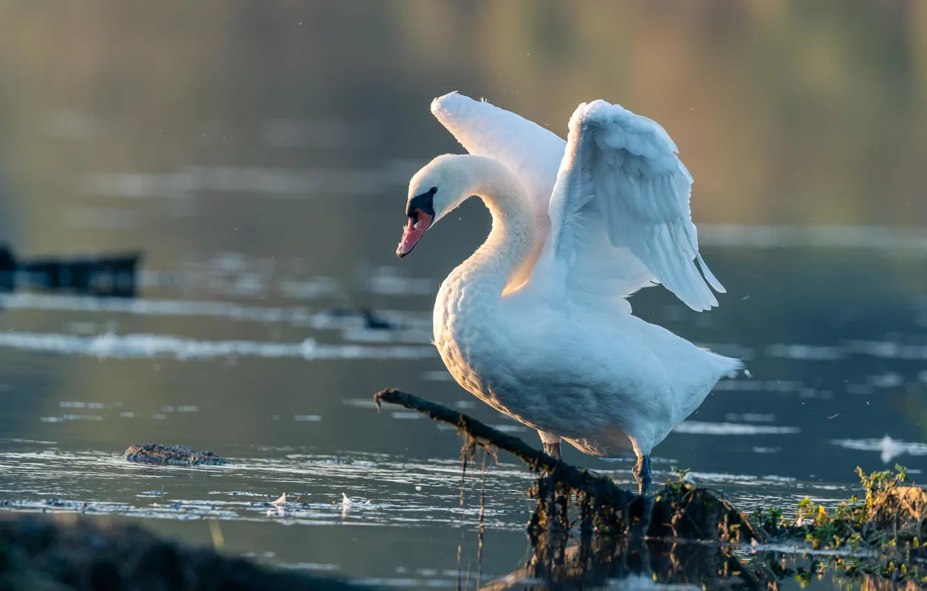 Photo wallpaper white, branches, bird, shore, swans, pond, flap