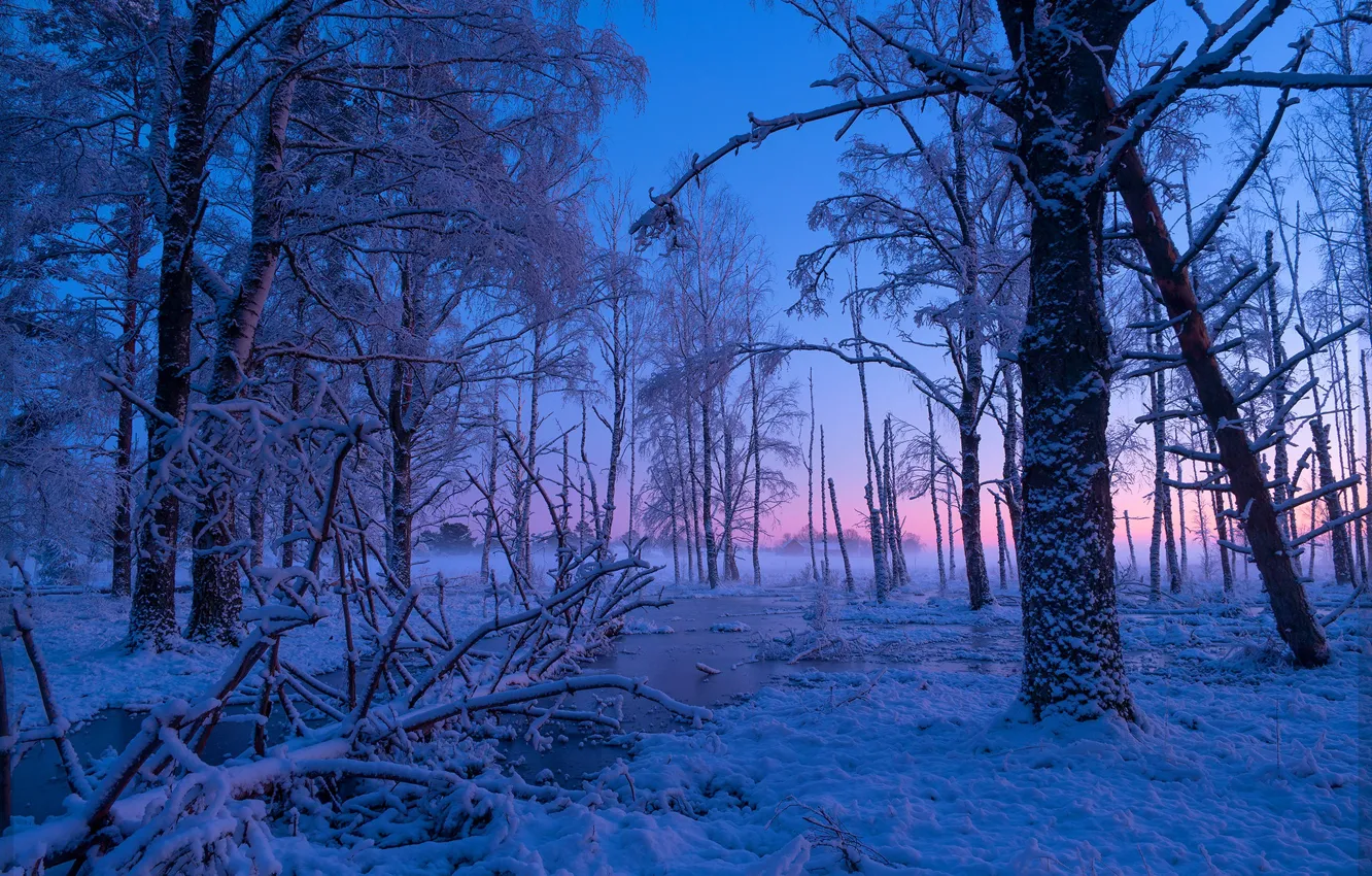 Photo wallpaper winter, snow, trees, dawn, morning, river, Sweden