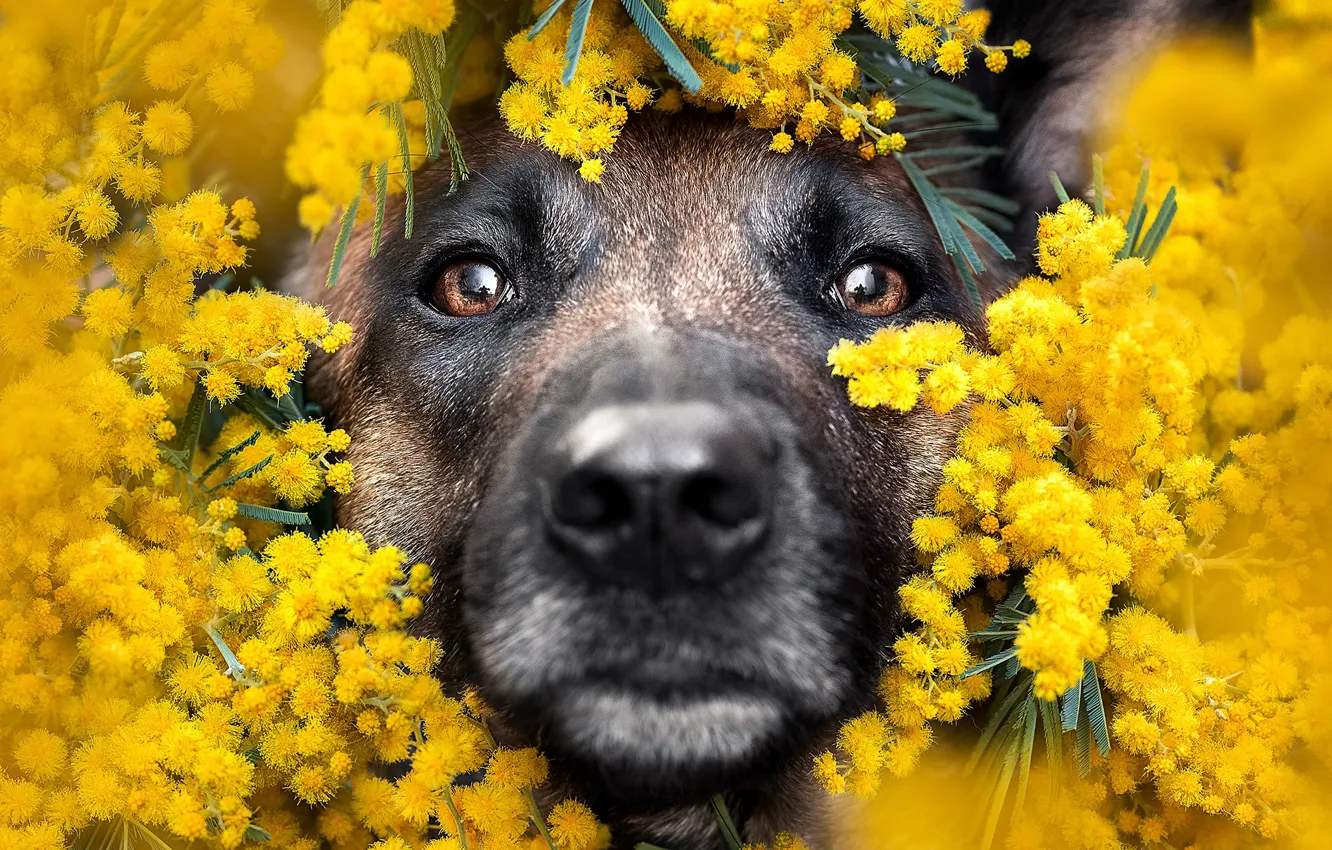 Photo wallpaper face, flowers, dog