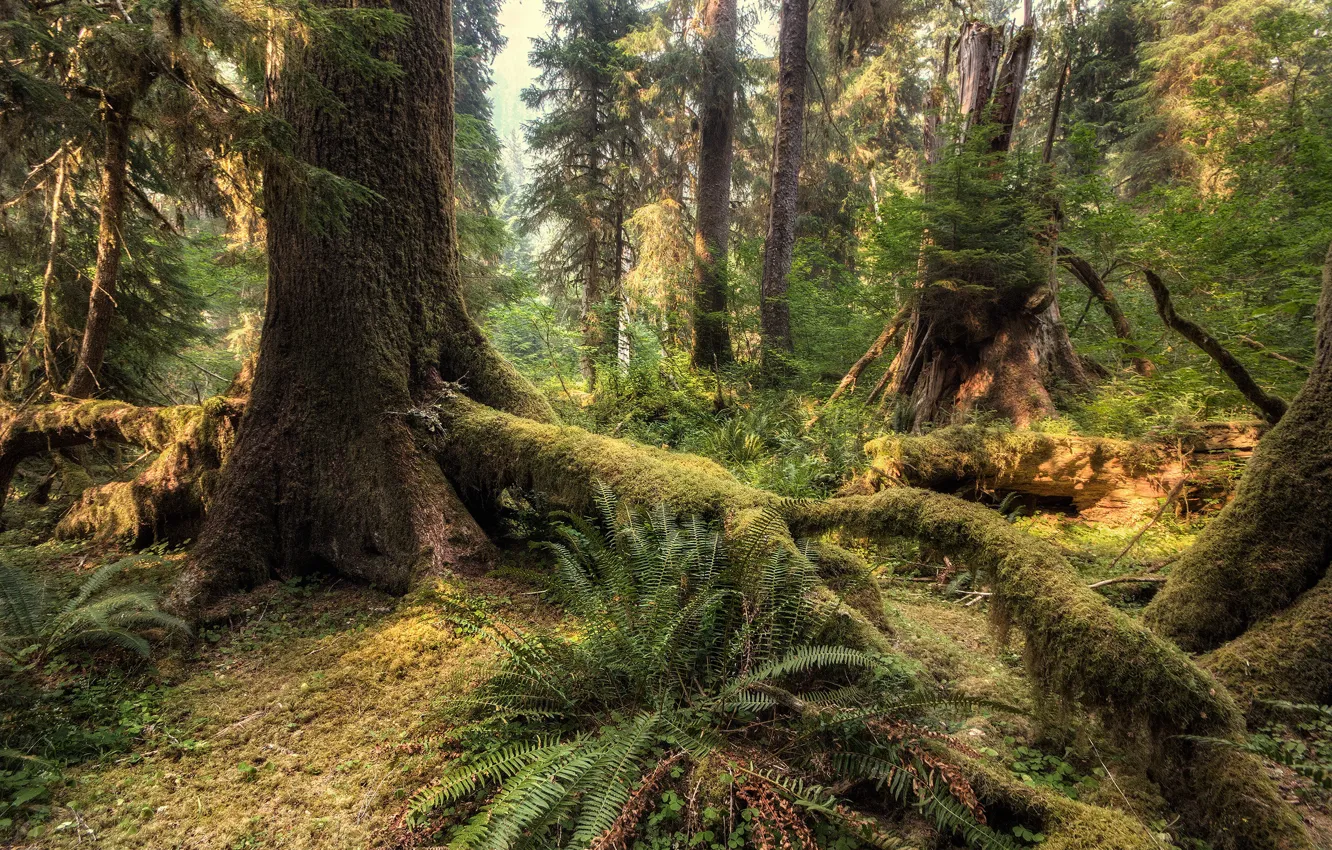 Photo wallpaper forest, trees, nature, USA, Olympic National Park