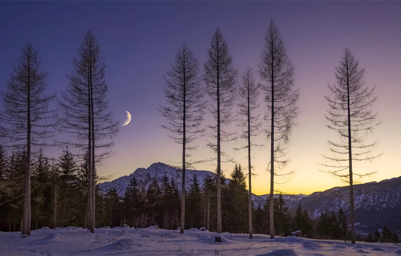 Photo wallpaper winter, forest, the sky, light, snow, trees, mountains, night