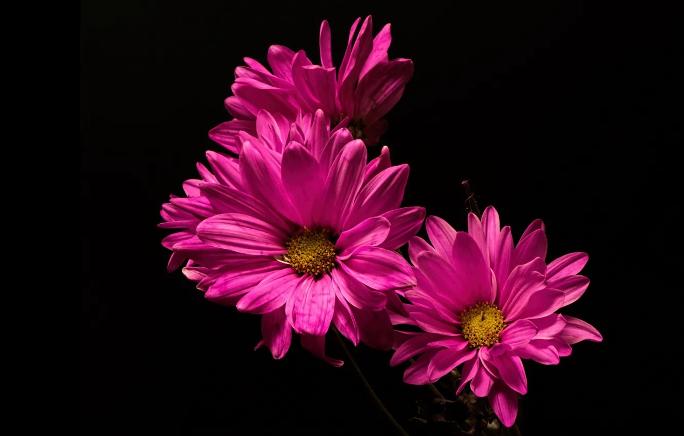 Photo wallpaper flowers, chrysanthemum, the dark background