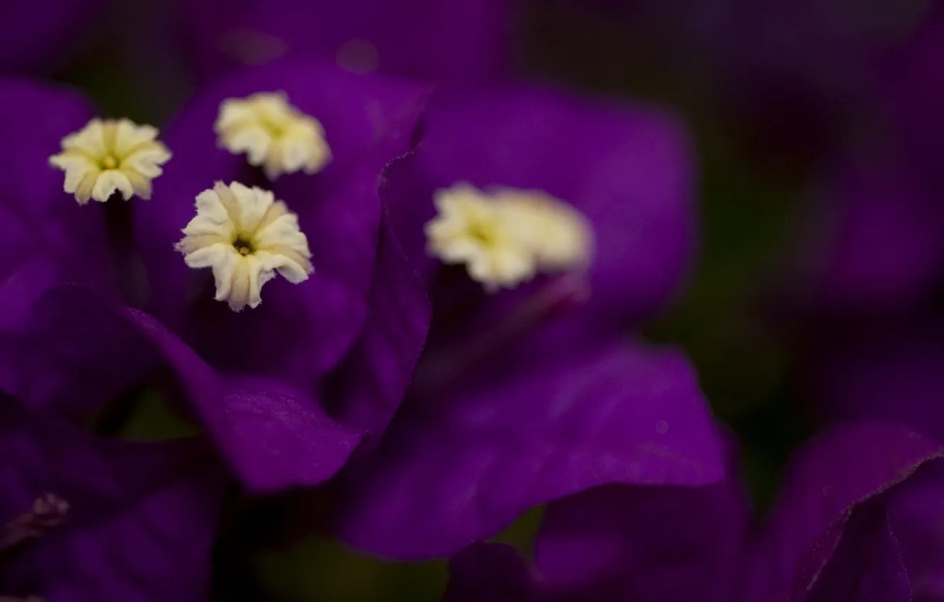 Photo wallpaper purple, macro, flowers, color, contrast, buds, bougainvillea
