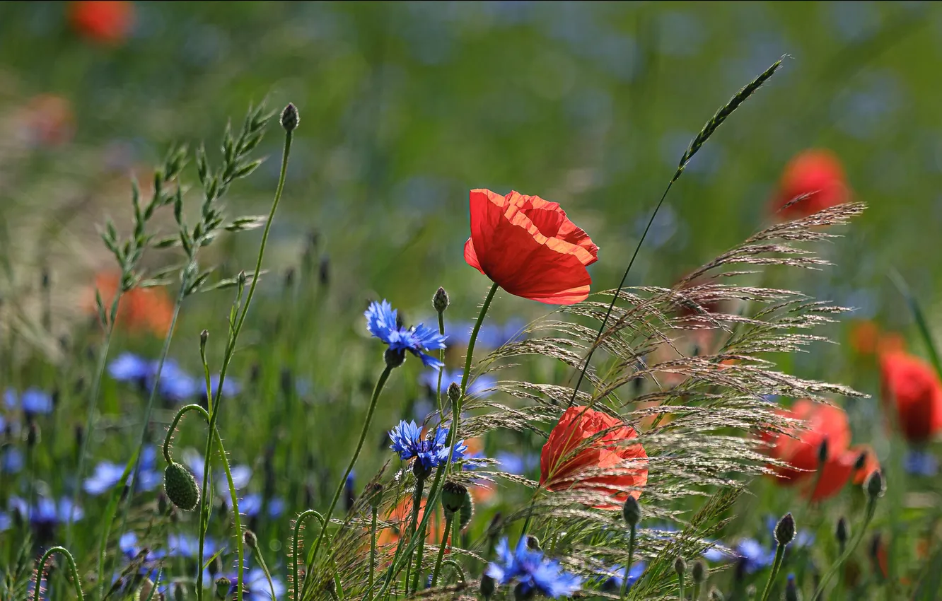 Photo wallpaper flowers, Maki, poppy field, summer, cornflowers, red, blue