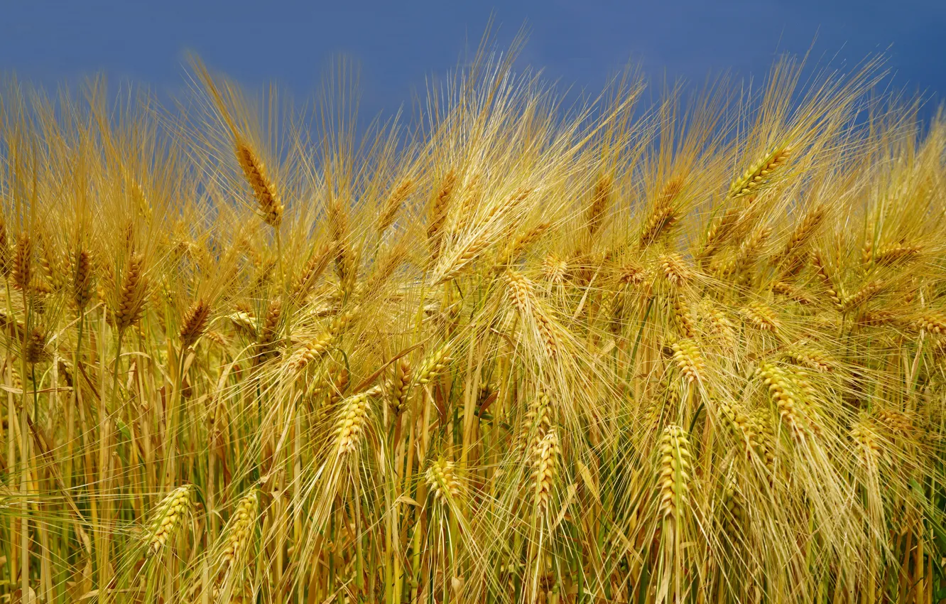 Photo wallpaper field, summer, the sky, rye, spikelets, ears, cereals, rye field