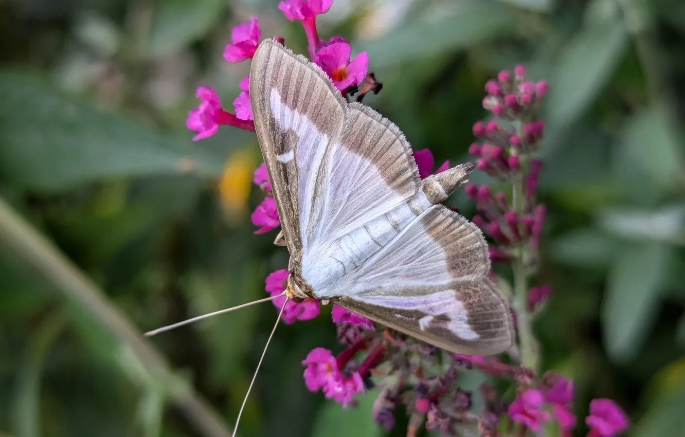 Photo wallpaper macro, butterfly, wings, beautiful, flowers, closeup