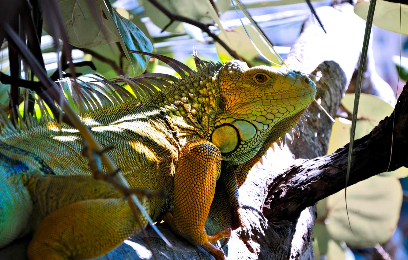 Photo wallpaper leaves, trees, branches, nature, lizard