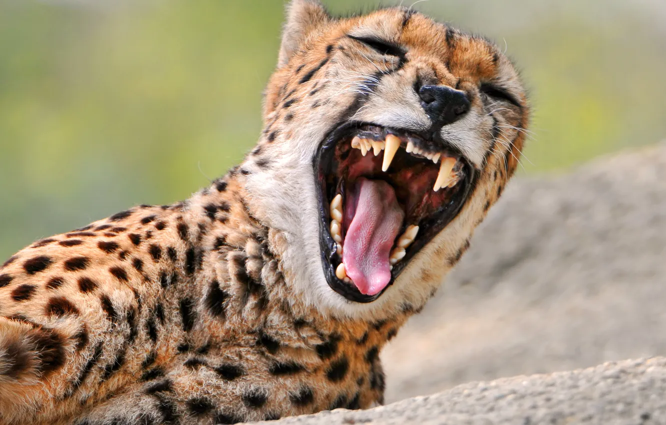 Photo wallpaper mouth, SIVET, gepardi