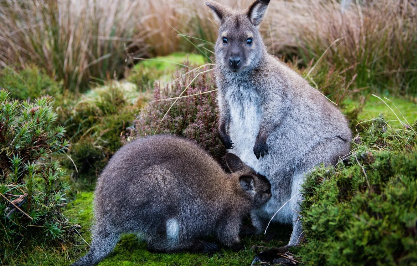 Photo wallpaper moss, kangaroo, cub