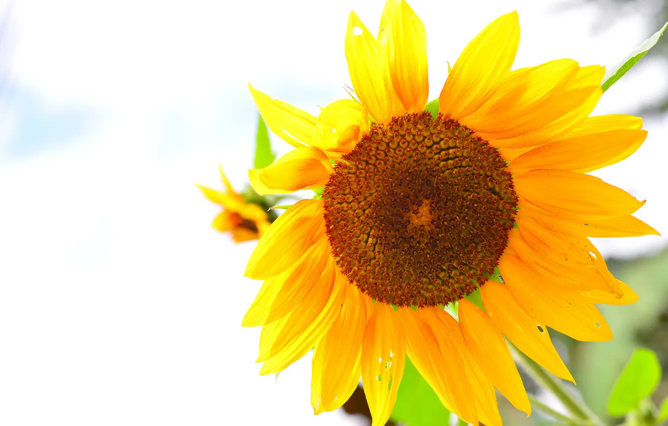 Photo wallpaper macro, light, sunflowers, nature, petals