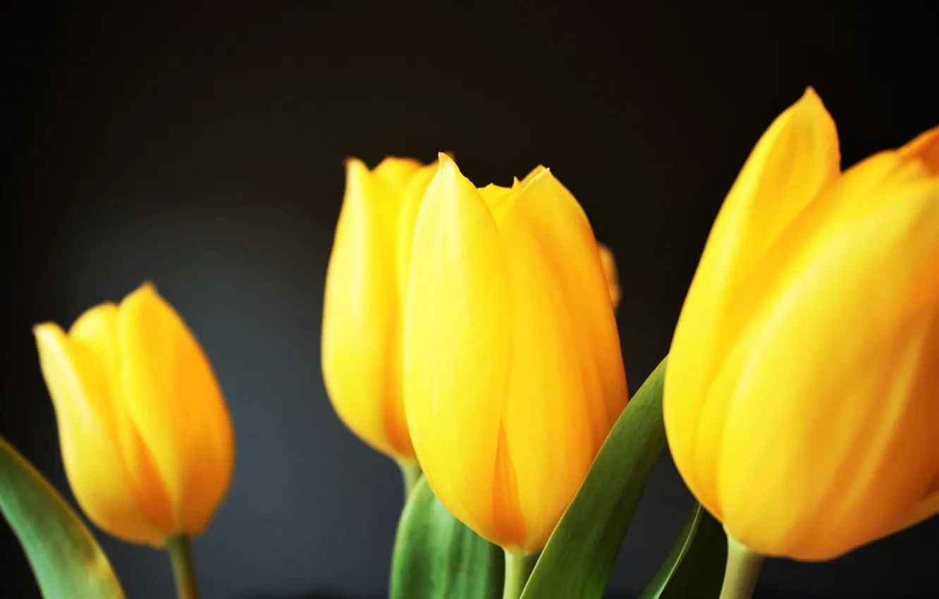 Photo wallpaper yellow, petals, tulips