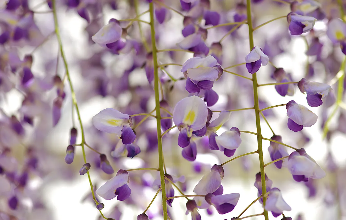 Photo wallpaper trees, flowers, nature, flowering, Wisteria, Wisteria