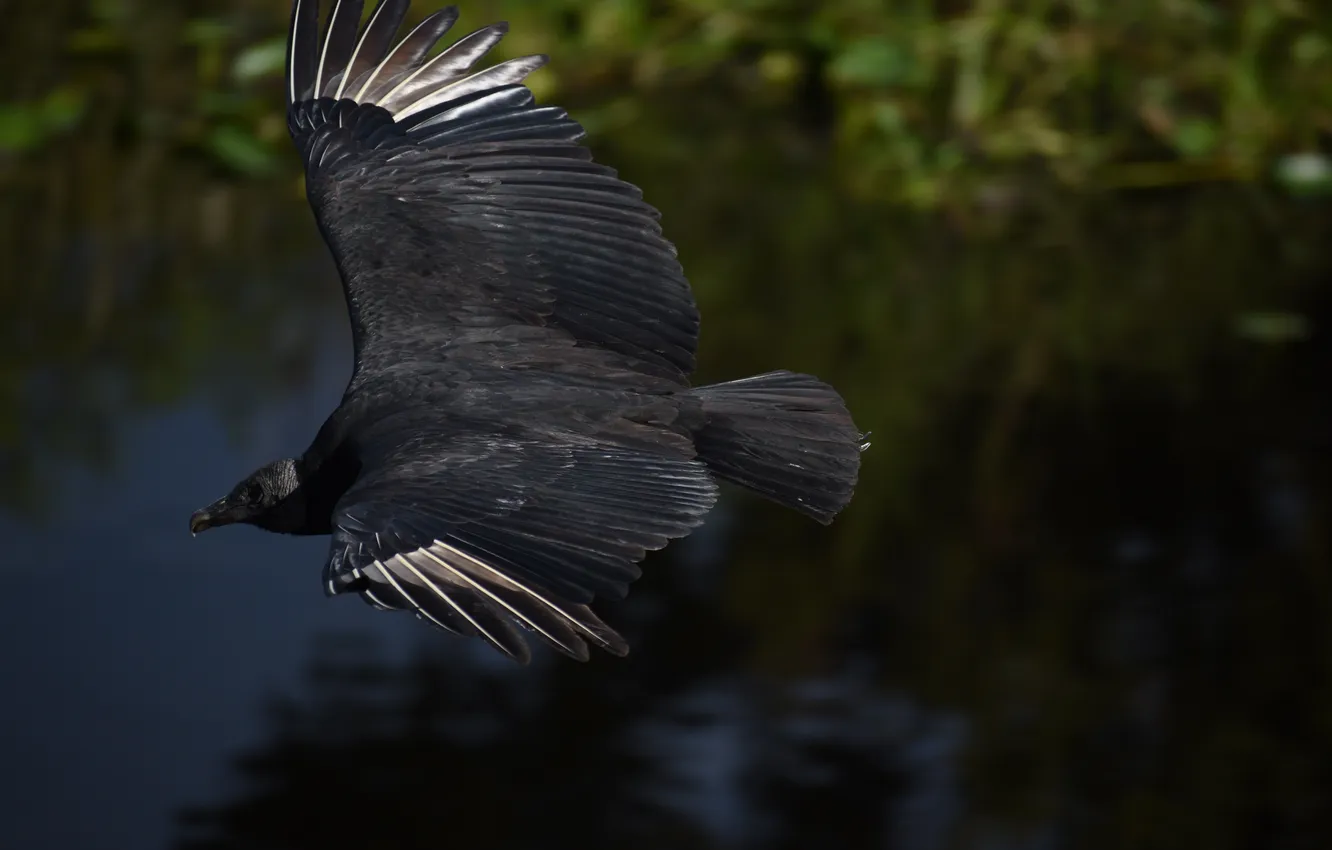 Photo wallpaper flight, blurred background, black bird