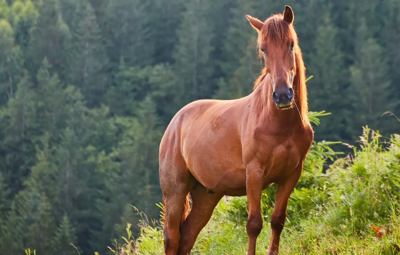 Photo wallpaper greens, forest, grass, look, face, nature, horse, hills