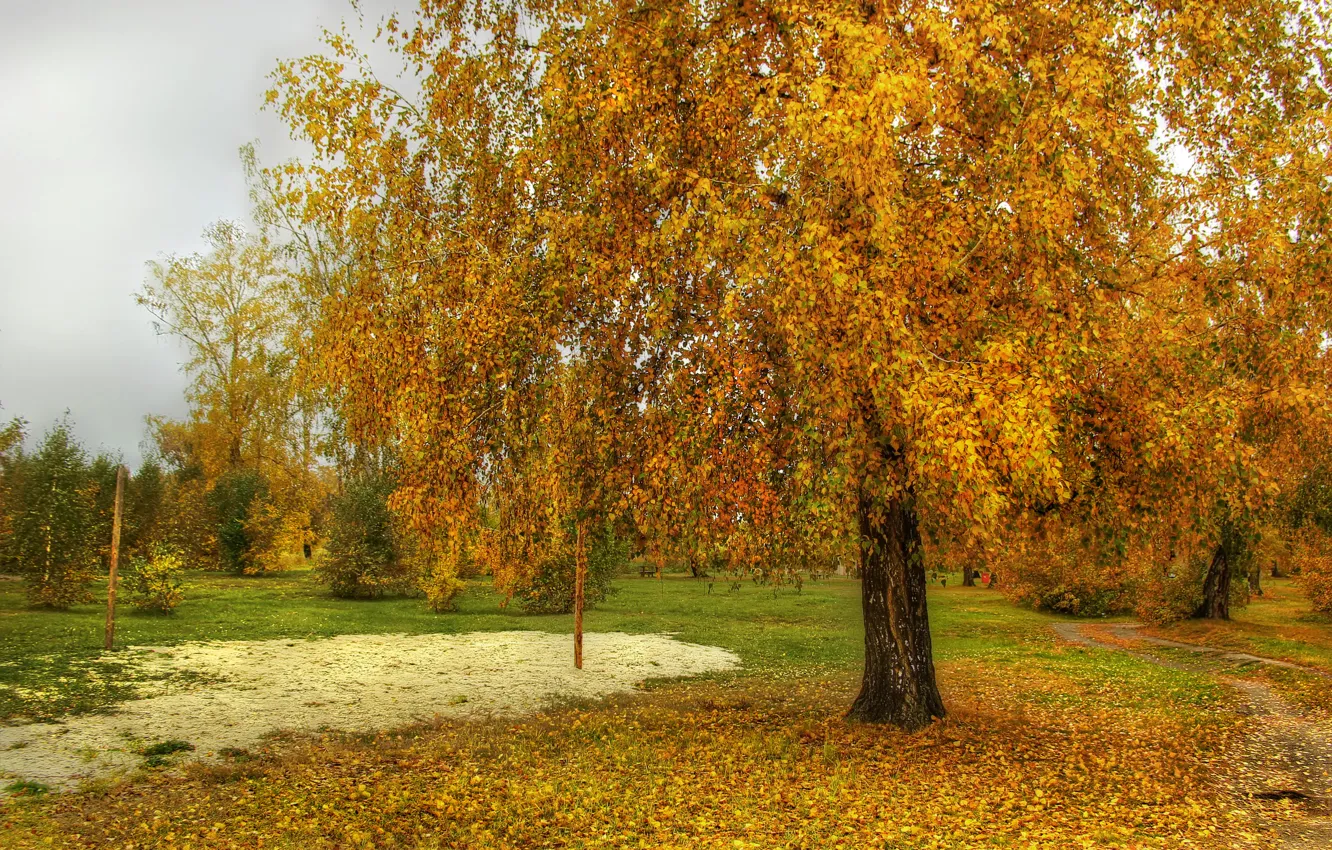 Photo wallpaper autumn, leaves, trees, nature, photo