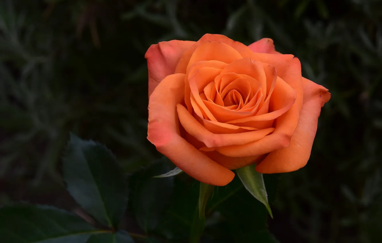 Photo wallpaper flower, the dark background, rose, orange
