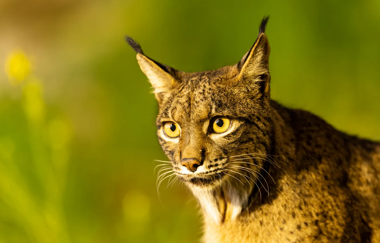 Photo wallpaper look, face, light, portrait, lynx, wild cat, green background, bokeh