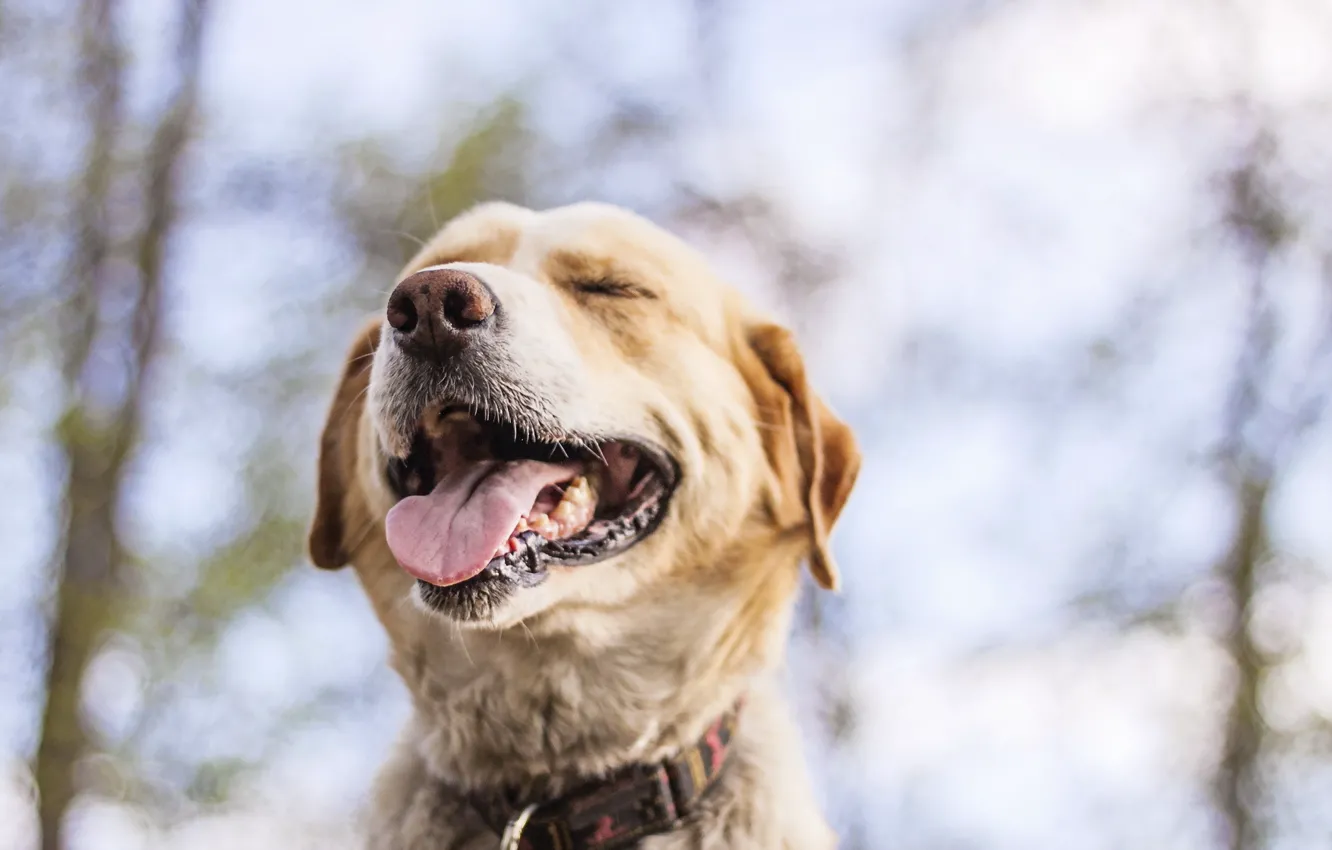 Photo wallpaper face, background, dog